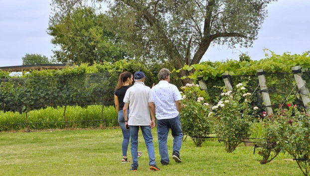 Empezando el recorrido por los viñedos