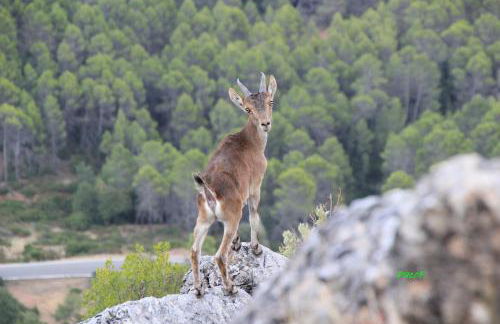 Alojamiento aguasblanquillas - Foto 41