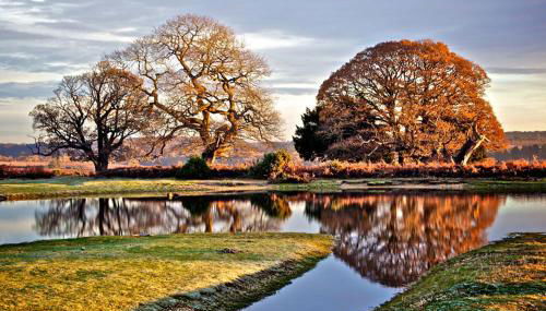 New Forest Brockenhurst - Foto 5