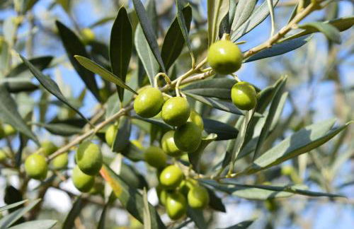 LA CASA DI CHIANNI La Pieve - Foto 52