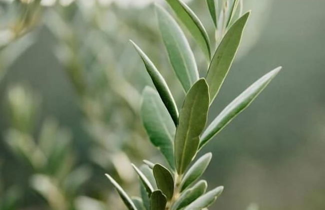 Vila Caelus Masia Boutique - Foto 46