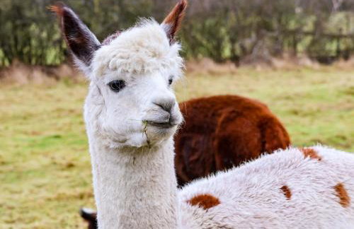 The Homestead - Foto 27