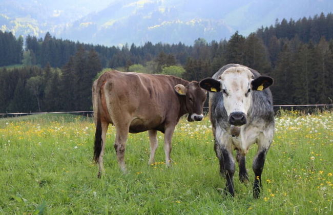 Nice Holiday Apartment in Fischen - Photo 29