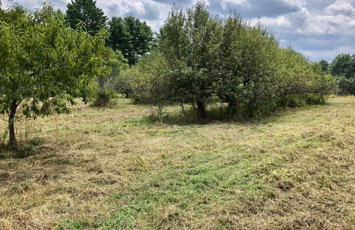 Apple Orchard & Forest Retreat with Woodland Pond - Foto 12