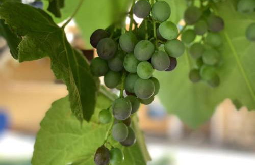 Sequoia Cabin by the River - Photo 33