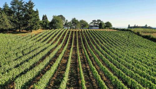 King's Queen - Foto 2