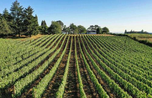 King's Queen - Foto 2