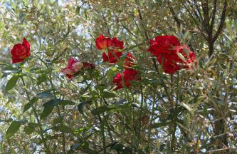 Les Asphodèles - Foto 24