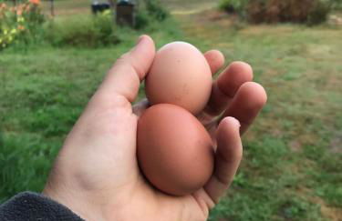 La Fournière de Jean - La Téouleyre - Foto 21
