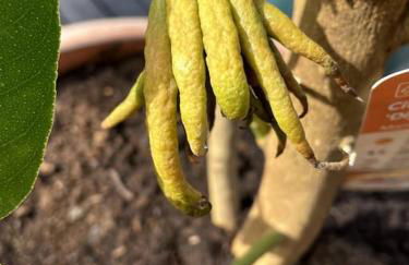 Quinta do Coelhoazul - Foto 11