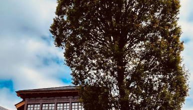 El Balcón De Muniellos - Foto 5