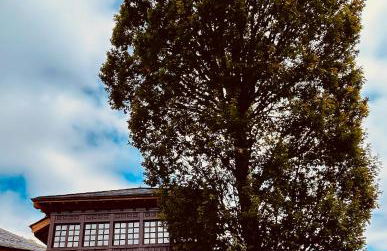 El Balcón De Muniellos - Foto 5