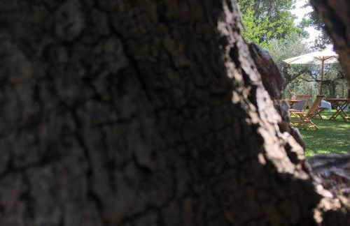 Az. Agr. Parco dei Buoi - Foto 20