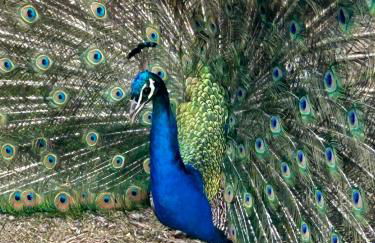 Gite 1er Cru - La Loubertine - Foto 14