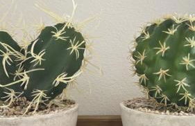 Petite Fleur - Photo 8