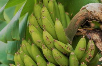 Herdade do Ananás - Photo 65