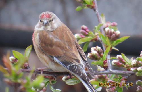 Ferienwohnung Csilla 2 - Foto 37