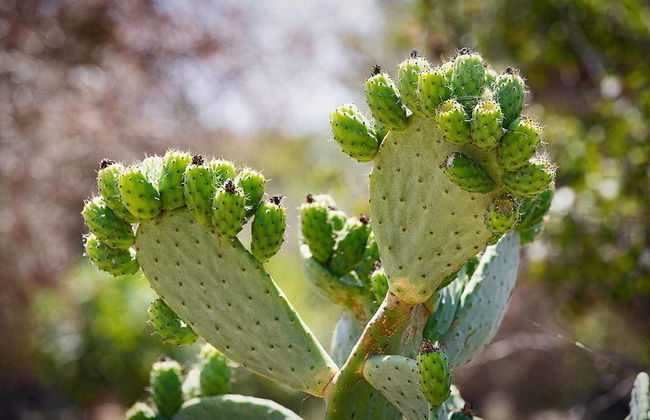 Torre Casciani - Foto 67