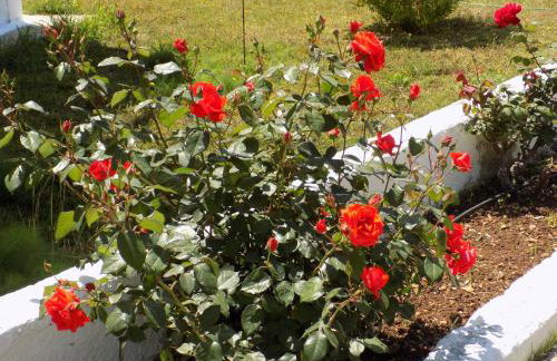 JERRY'S STUDIOS LASSI - Photo 51