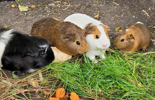 Ferienhof Manowski Nr1 - Foto 19