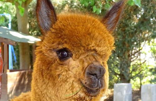 Country House Podere Lacaioli - Foto 60