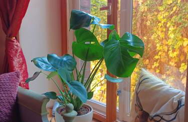 Ferienwohnung ANTIK - Foto 17