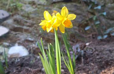 petit cocon - Foto 8