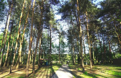 Jemioła Chaty Niedźwiady Małe - Foto 16