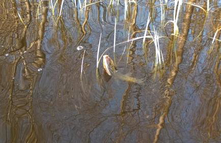 Domek Letniskowy ZŁOTY KARAŚ - Foto 41