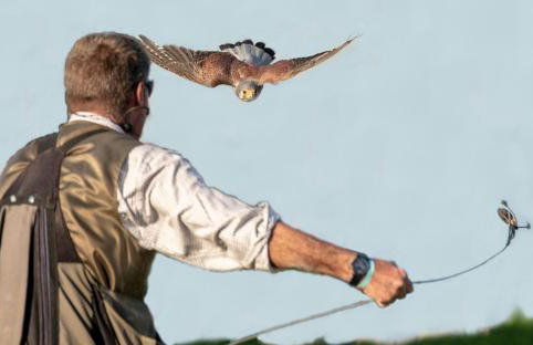 Little Bo Peep - Foto 46