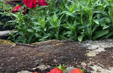 Πατρικό ολόκληρος ξενώνας entire stone guesthouse - Foto 51