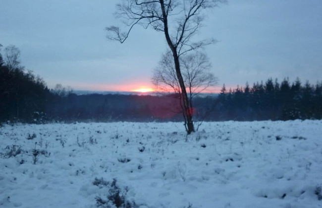 Peaceful Forest Chalet - Photo 18