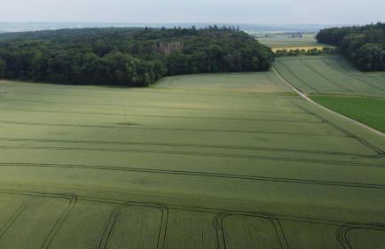 Zwischen Wald und Wiese - Foto 2