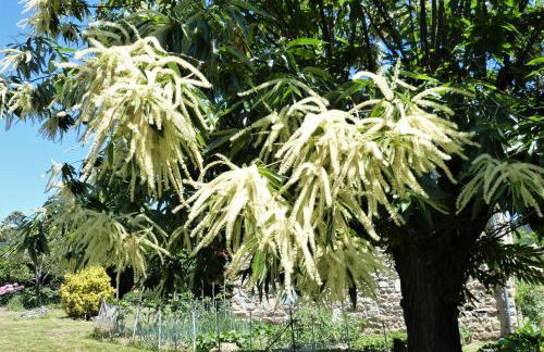 La Clède de Monéry - Foto 13