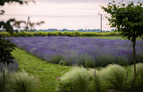 Lawendowa Przystań Sandomierska - Foto 7
