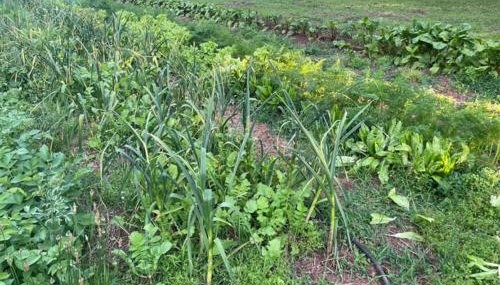 Cabin on Wheels • Cozy Forest and Farm Retreat - Foto 3, Other