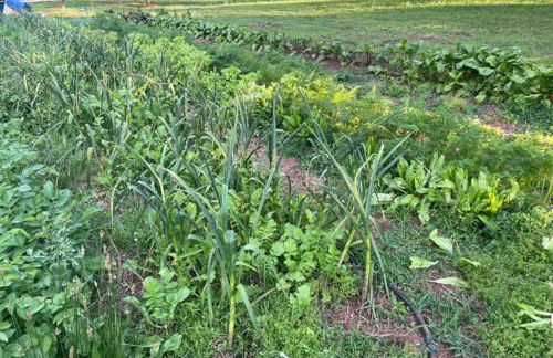 Cabin on Wheels • Cozy Forest and Farm Retreat - Photo 3