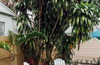 Hemingway KeyWest Vibes-mid term 2BR/1ba | St Pete - Foto 55