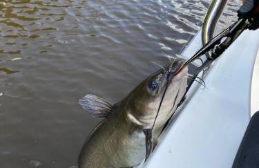 Bucks County Home Farm Philadelphia Dog Friendly - Foto 44