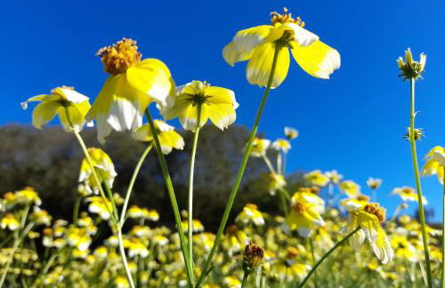 Nova Alofa holiday home - Foto 7