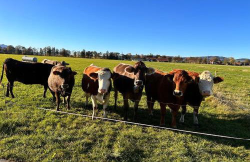 Ferienhaus Schwangau - Foto 50