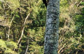 Sítio do Sossego - Foto 29