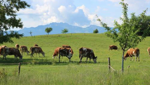 Beim Peterschmied - Foto 2