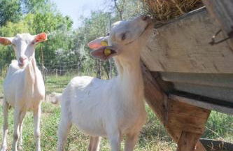 Pian del Pigro - Foto 23