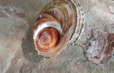 Bol Studio Gospojica - Photo 9