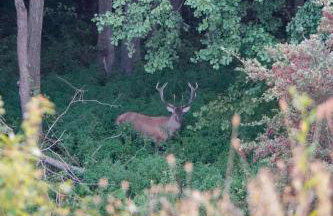 Na skraju gaju - Foto 30