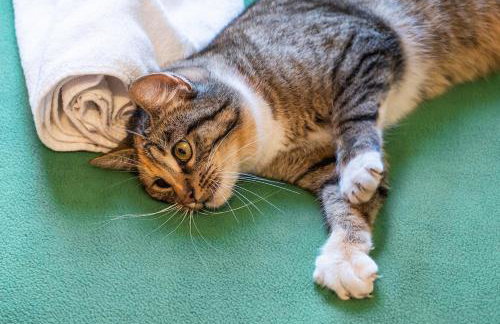 Agroturystyka Świętego Józefa - Foto 49