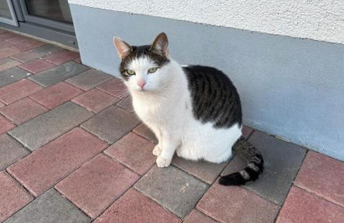 Gemütliche Ferienwohnung mit Sonnenterrasse - Foto 49