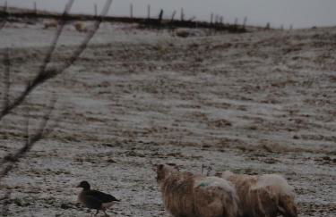 Jacobite Lodge by The House of Danu - Foto 38