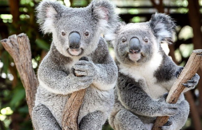 Cosmo Apartment Hotel - Foto 40